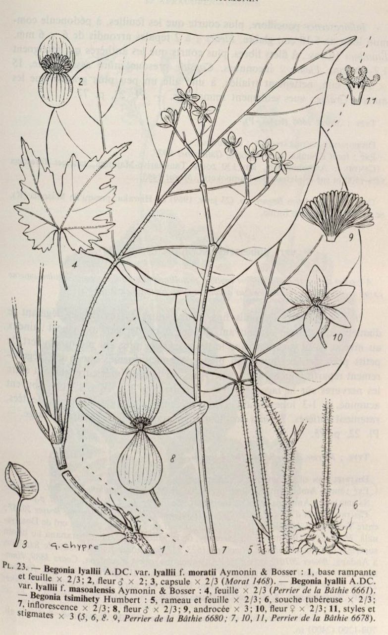 B. tsimihety